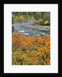 Autumn color along Imnaha River by Anonymous