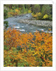 Autumn color along Imnaha River by Anonymous