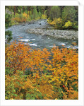 Autumn color along Imnaha River by Anonymous