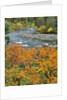 Autumn color along Imnaha River by Anonymous