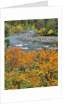 Autumn color along Imnaha River by Anonymous