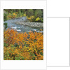 Autumn color along Imnaha River by Anonymous