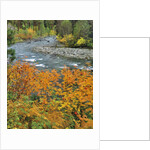 Autumn color along Imnaha River by Anonymous