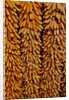 Drying Corn by Anonymous