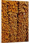 Drying Corn by Anonymous