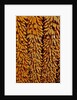 Drying Corn by Anonymous