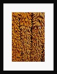 Drying Corn by Anonymous