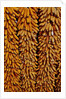 Drying Corn by Anonymous