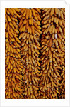 Drying Corn by Anonymous