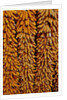 Drying Corn by Anonymous