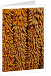 Drying Corn by Anonymous