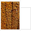 Drying Corn by Anonymous
