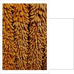Drying Corn by Anonymous