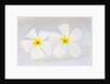White Plumeria by Anonymous