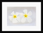 White Plumeria by Anonymous
