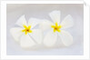 White Plumeria by Anonymous