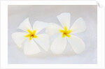 White Plumeria by Anonymous