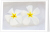 White Plumeria by Anonymous