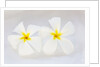 White Plumeria by Anonymous