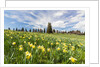 Wild Daffodil on alpine meadow by Anonymous
