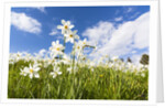 White Daffodil blooming by Anonymous
