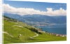 Lavaux vineyards by Anonymous