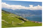 Lavaux vineyards by Anonymous