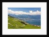 Lavaux vineyards by Anonymous