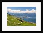 Lavaux vineyards by Anonymous