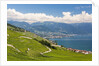 Lavaux vineyards by Anonymous