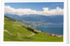 Lavaux vineyards by Anonymous