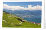 Lavaux vineyards by Anonymous
