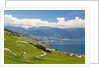 Lavaux vineyards by Anonymous