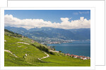 Lavaux vineyards by Anonymous