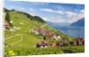 Lavaux vineyards by Anonymous