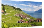Lavaux vineyards by Anonymous
