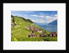Lavaux vineyards by Anonymous