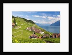 Lavaux vineyards by Anonymous