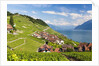 Lavaux vineyards by Anonymous