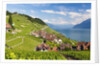 Lavaux vineyards by Anonymous