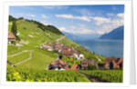 Lavaux vineyards by Anonymous