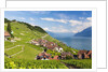 Lavaux vineyards by Anonymous