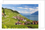Lavaux vineyards by Anonymous