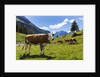 Lake Oeschinensee by Anonymous