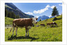 Lake Oeschinensee by Anonymous