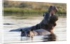 Hippopotamus yawning by Anonymous
