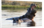Hippopotamus yawning by Anonymous