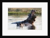 Hippopotamus yawning by Anonymous