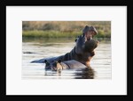 Hippopotamus yawning by Anonymous