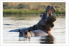 Hippopotamus yawning by Anonymous